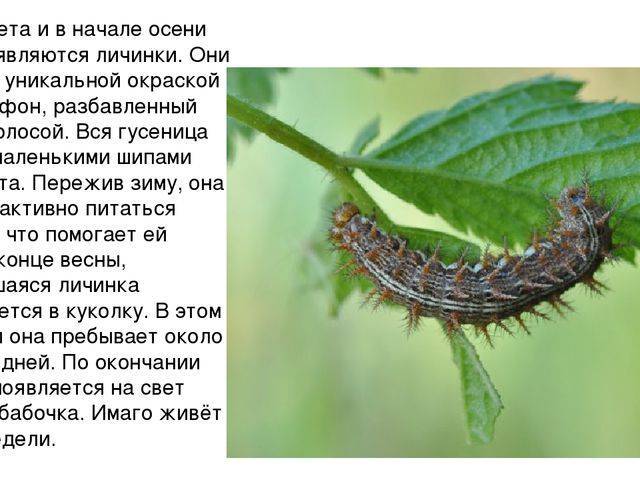 Как зимует бабочка павлиний глаз: особенности поведения насекомого