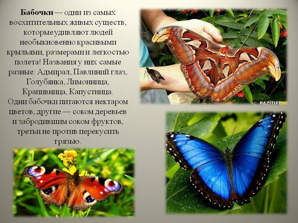 Бабочка адмирал