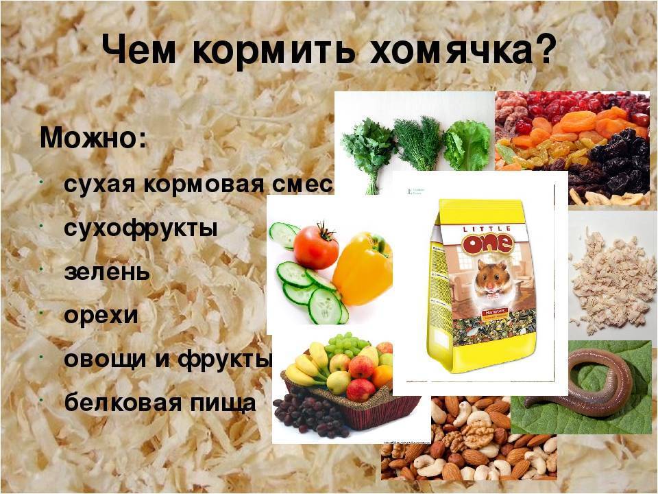 Чем питаются мыши в дикой природе и домашних условиях?