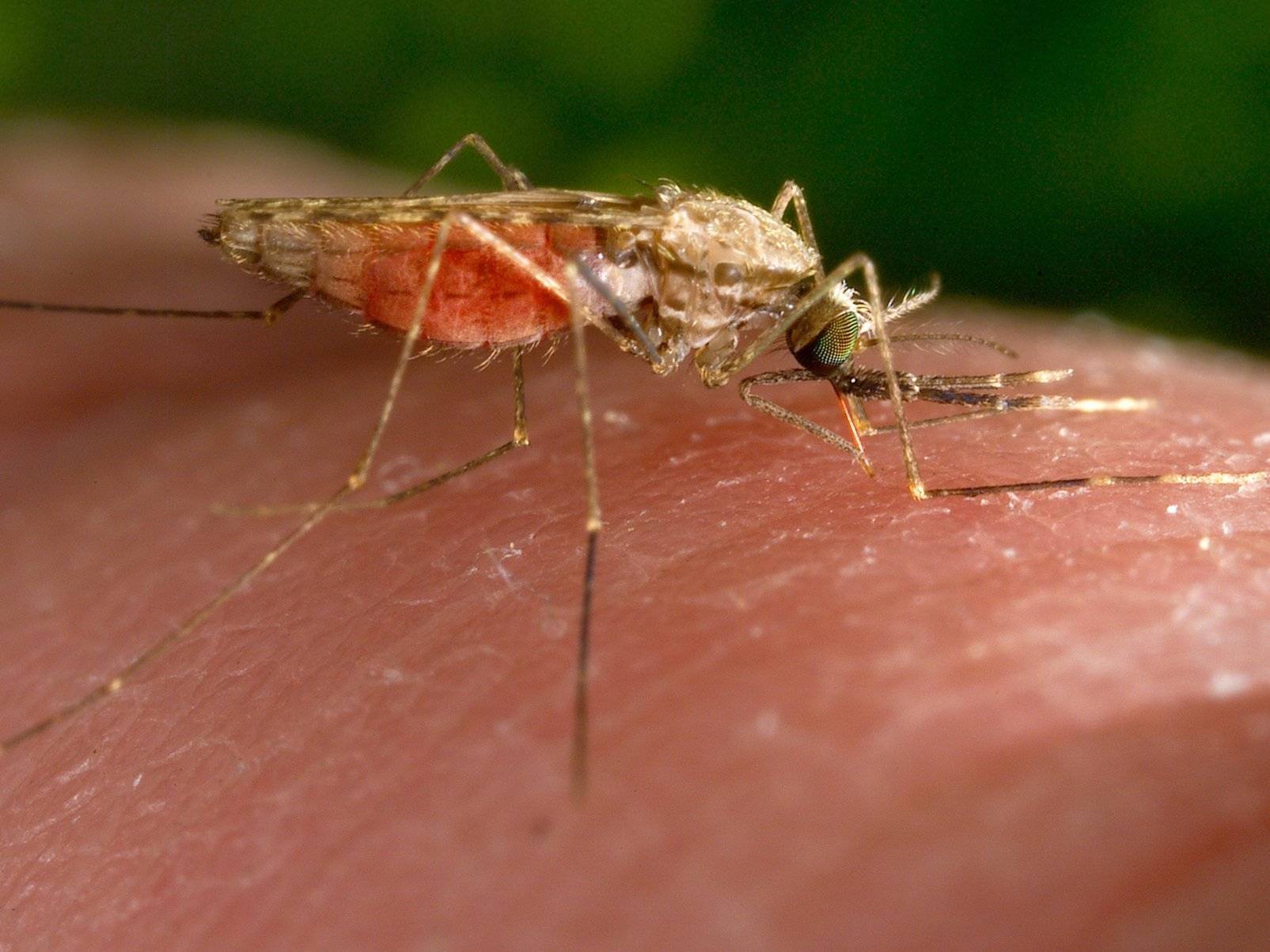 Малярийные комары и где они обитают