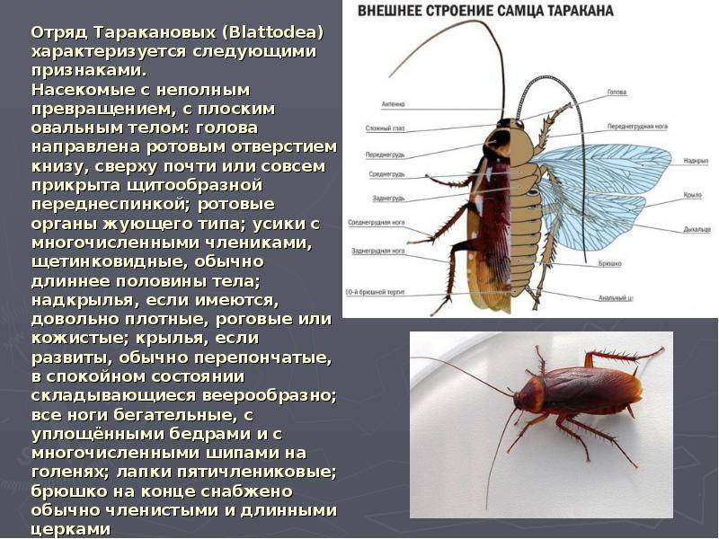 Доклад-сообщение о тараканах (строение, органы чувств) 7 класс