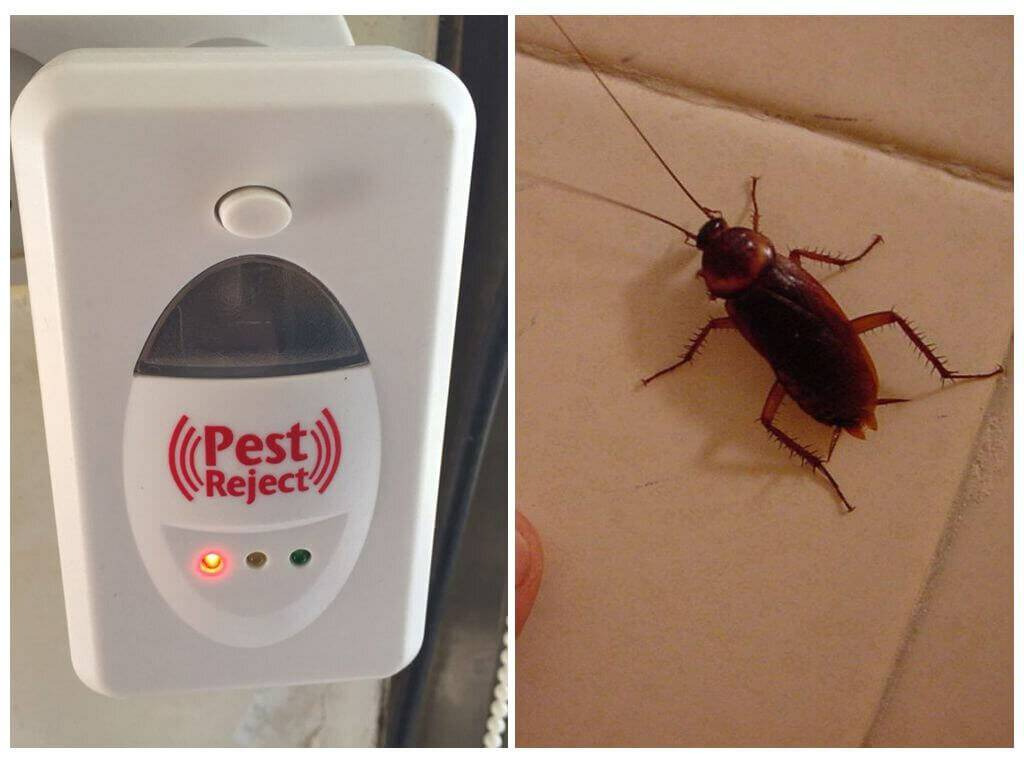 Чего боятся тараканы: борьба с насекомыми в квартире