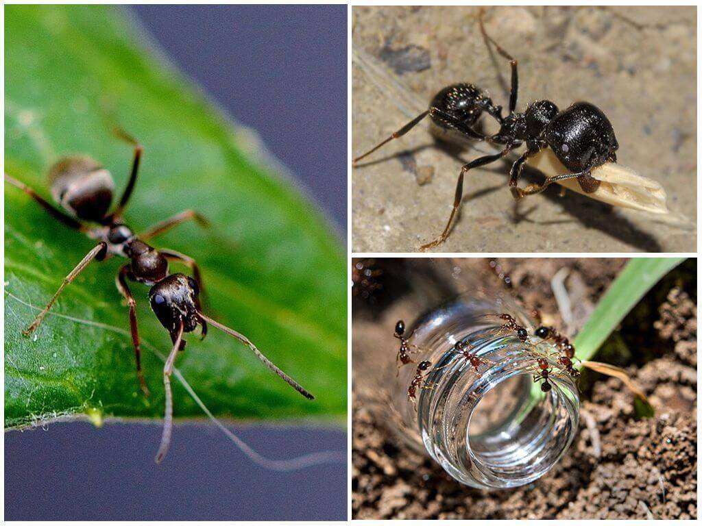 Сколько живут муравьи в зависимости от их вида
