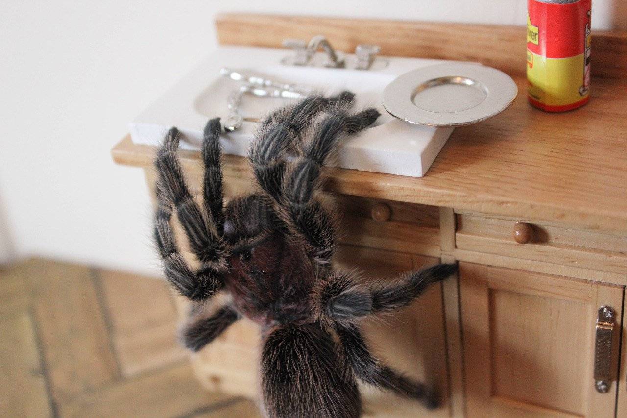 Тарантул паук в доме