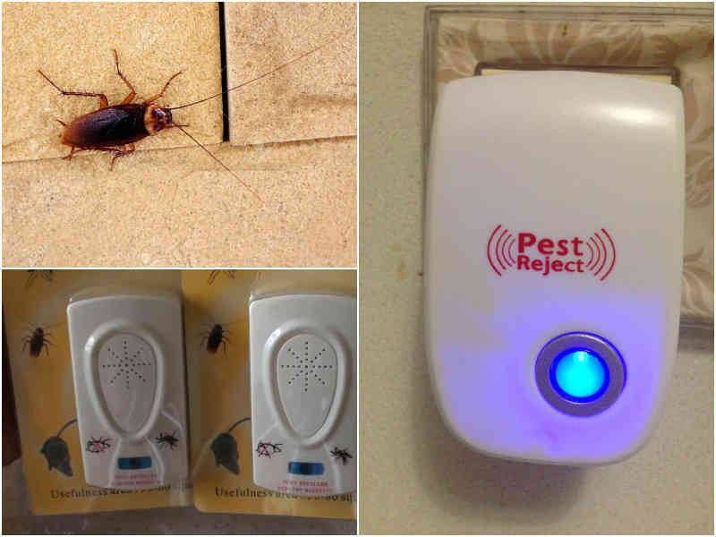 Чего боятся тараканы в квартире больше всего: какого запаха и чего еще?