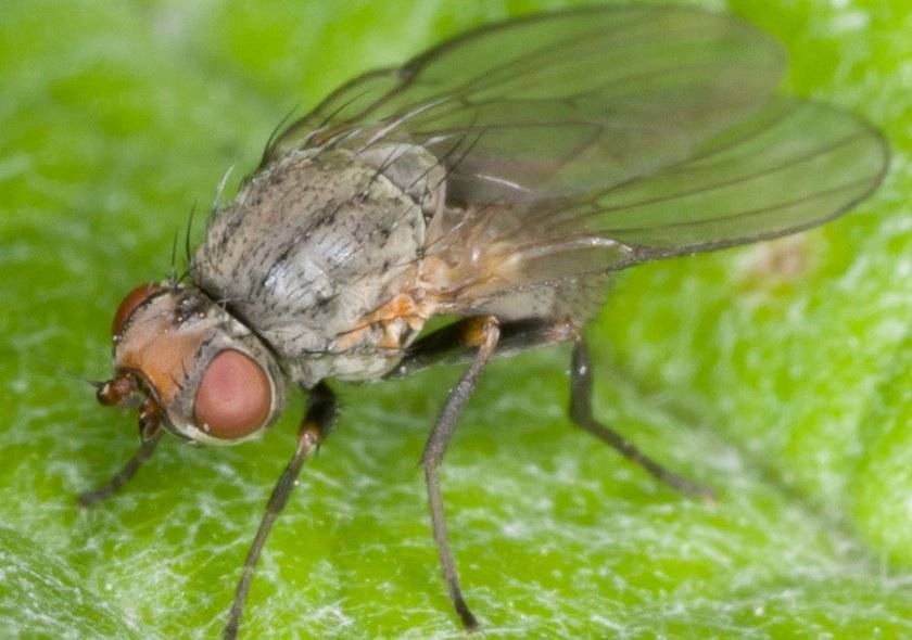 Капустная муха - методы борьбы с ней. личинки, фото мухи, и народные средства