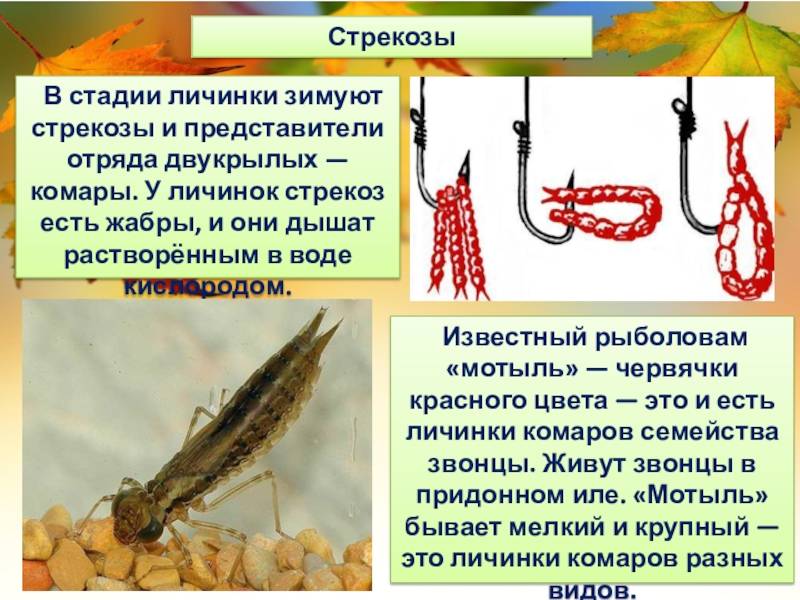 Комары | справочник пестициды.ru
