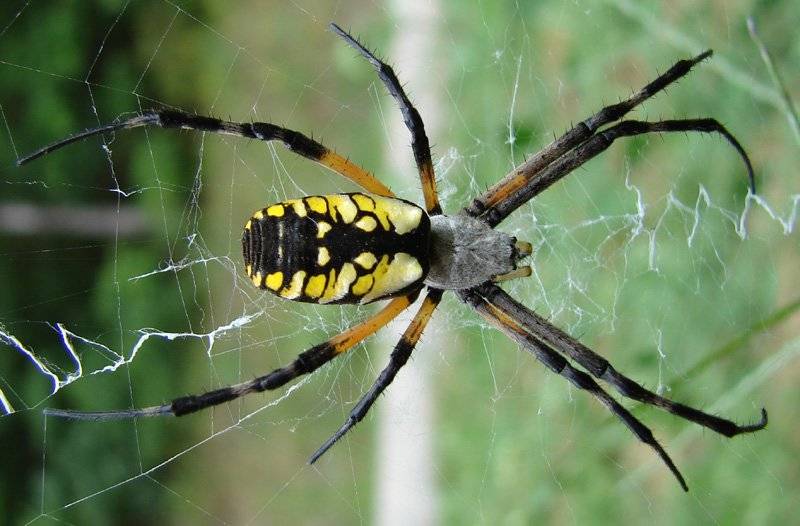 Популярные виды пауков проживающих в краснодарском крае