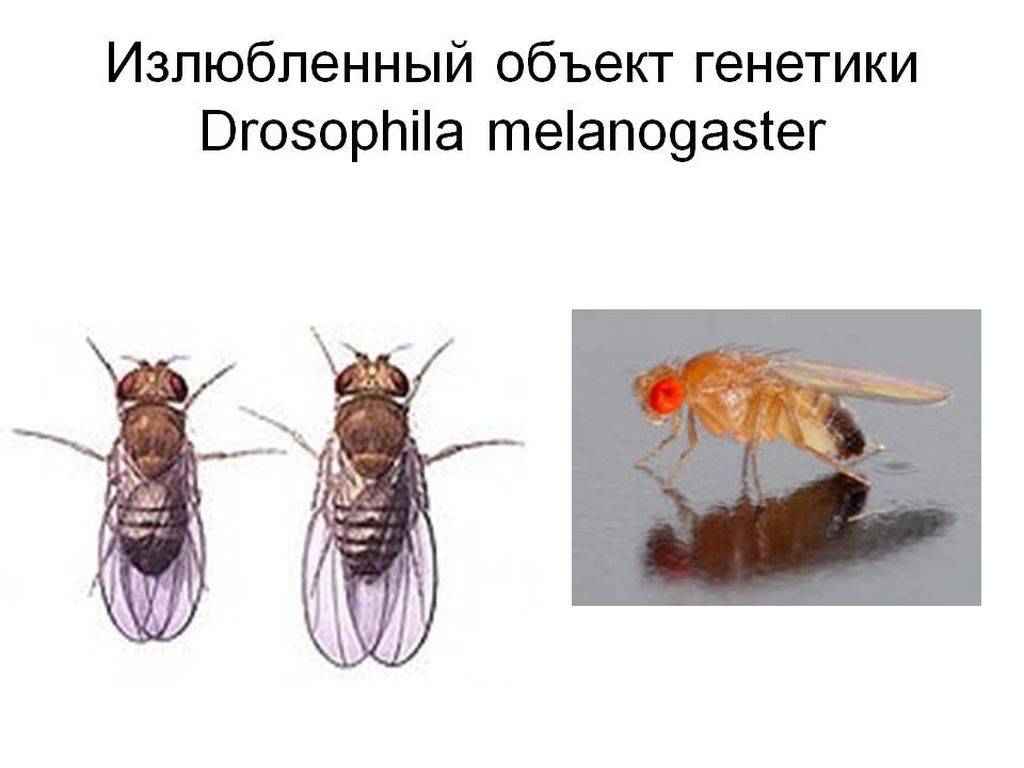 Муха дрозофила. образ жизни и среда обитания мухи дрозофила | животный мир