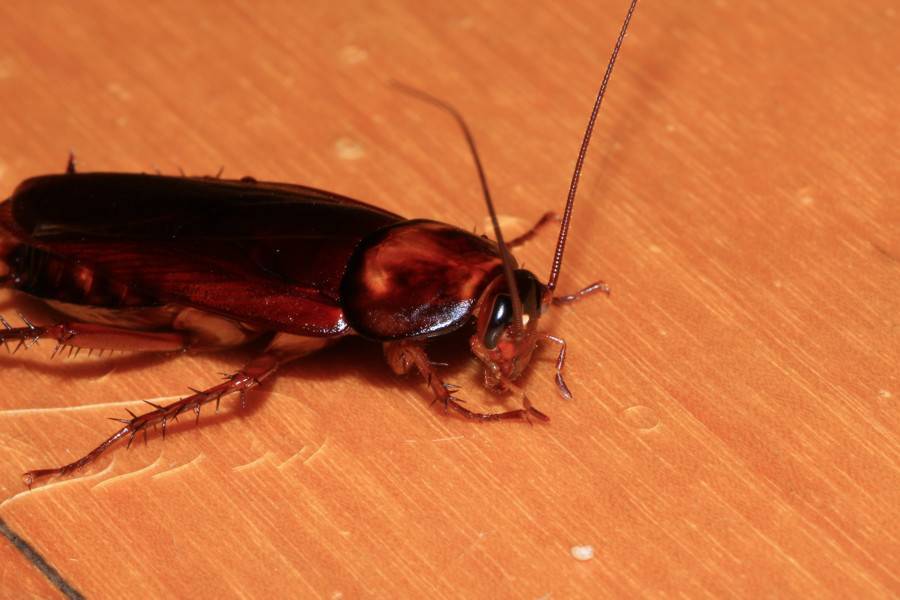 Рыжие тараканы: фото, описание, строение и жизненный цикл