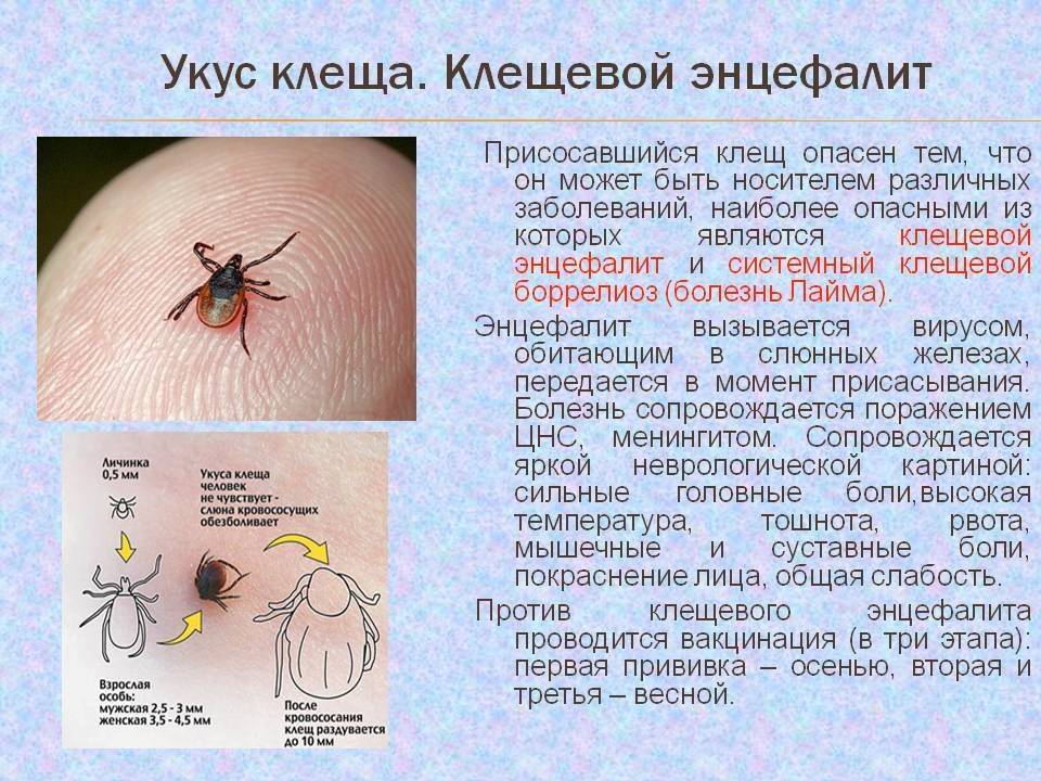Укусил клещ: что делать? – напоправку