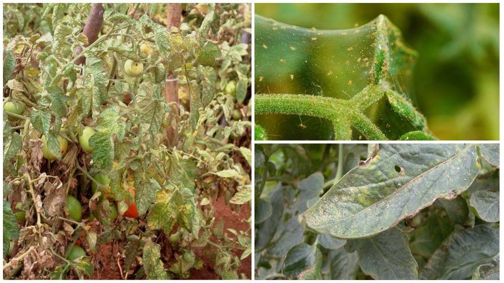 Борьба с вредителями рассады томатов: виды паразитов и методы их уничтожения