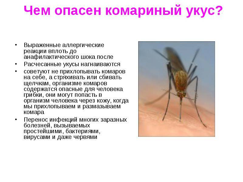 Гнус - комары, мошки, мокрецы, слепни