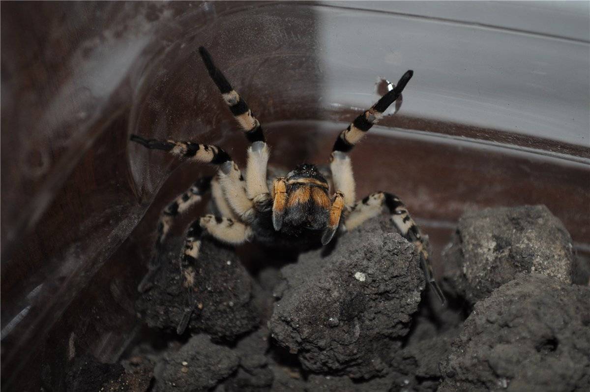 Южнорусский тарантул