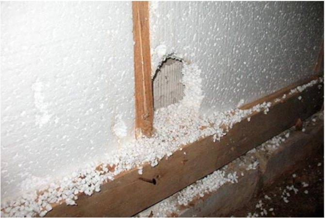 Маленькие домашние муравьи: эффективные методы уничтожения