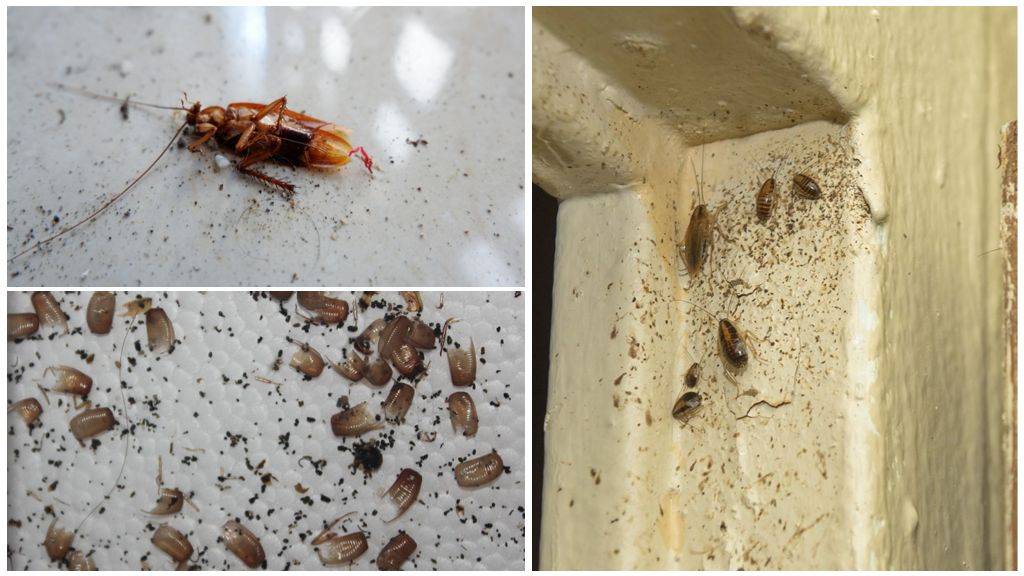 Как избавиться от тараканов на кухне проверенный способ