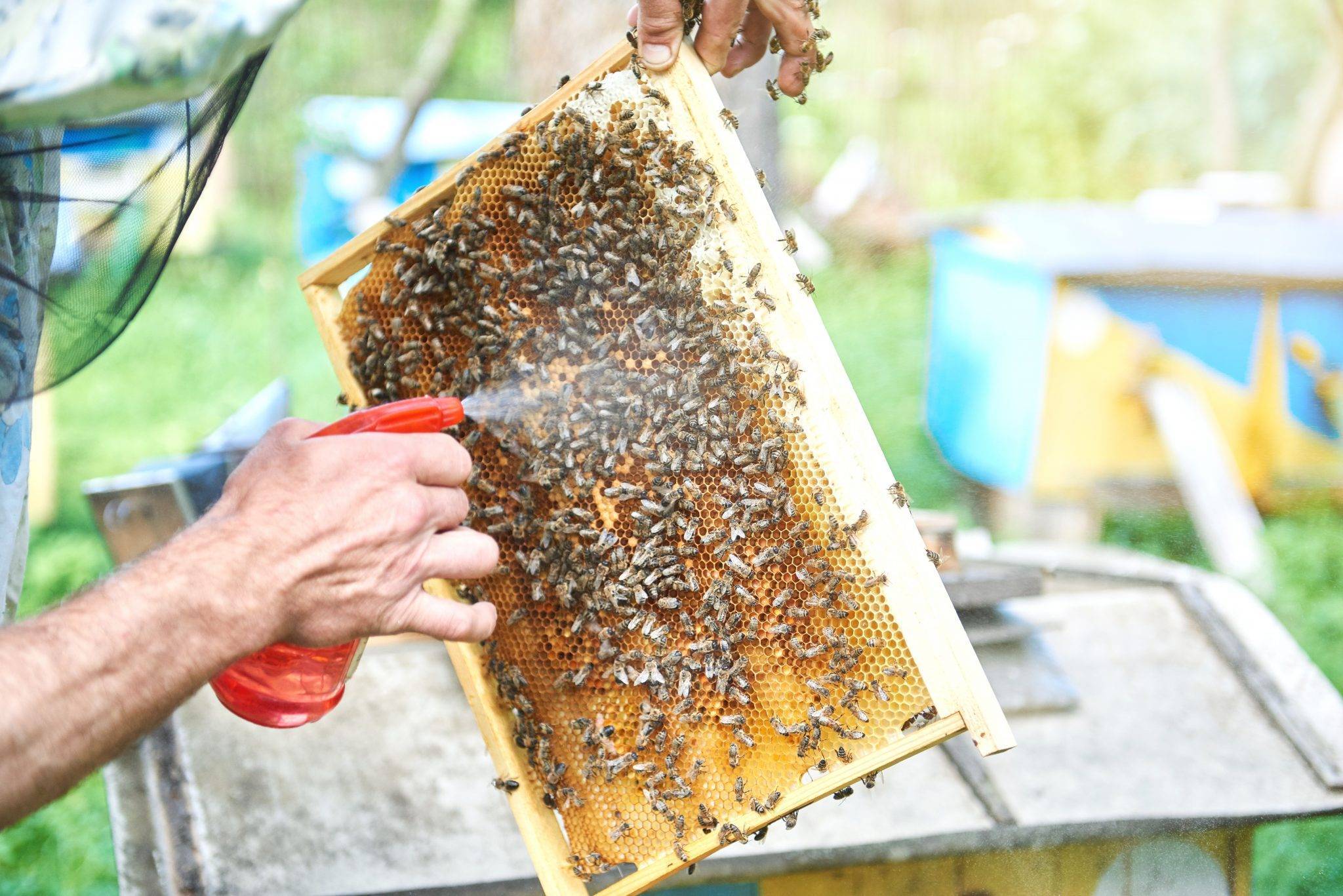 Клещ варроа: вред для пчел, средства и методы борьбы с вредителем
