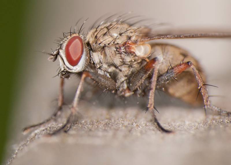 Вредители лука: как победить луковую муху. нашатырный спирт от луковой мухи: как правильно поливать