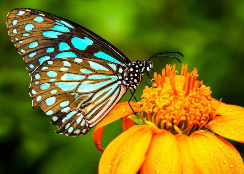 Бабочка павлиний хвост фото