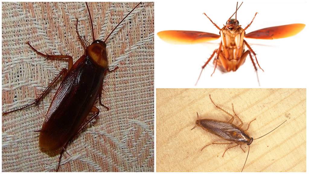 Летающие тараканы – правда или миф: есть ли у них крылья, умеют ли они летать