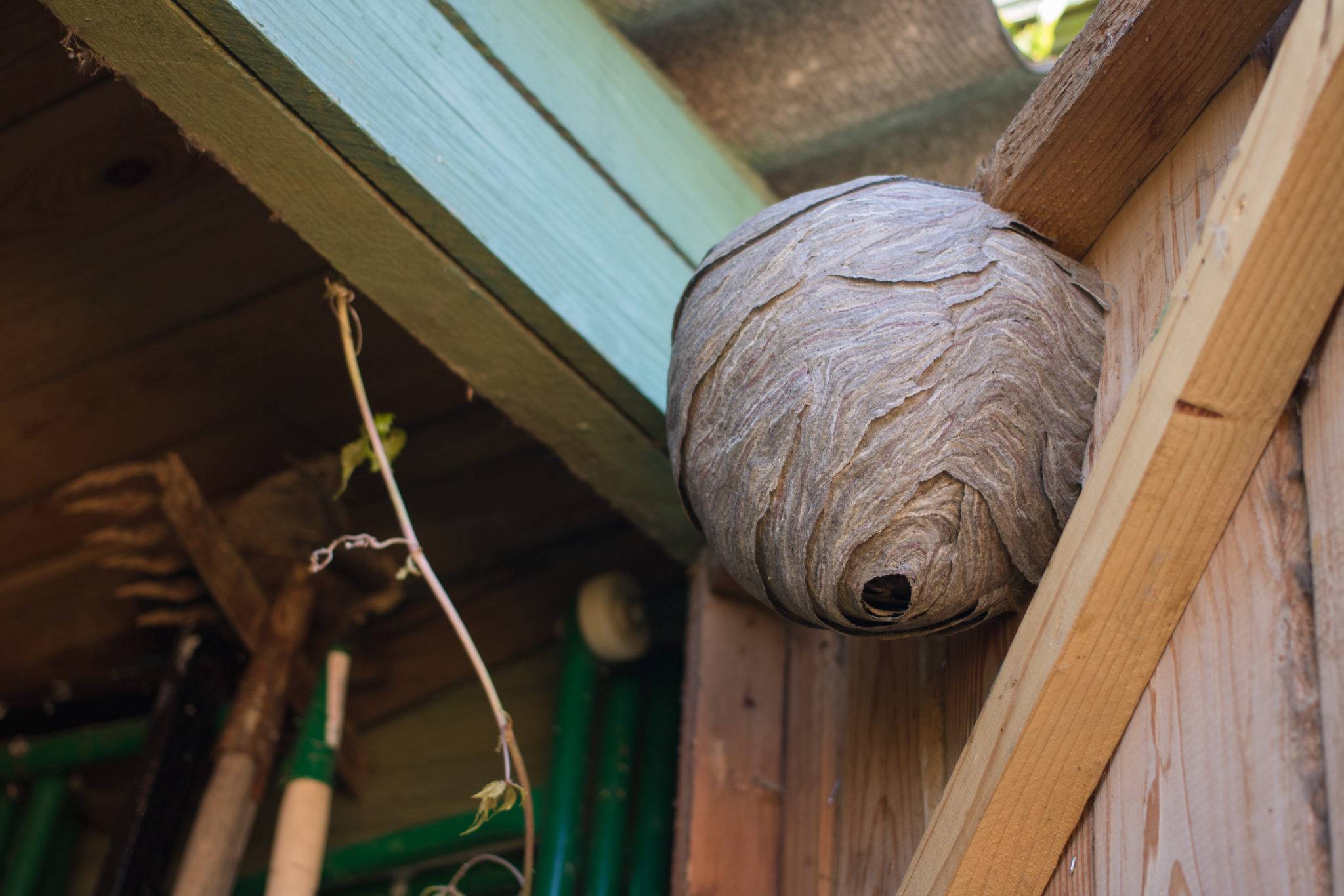 Как вывести осиное гнездо на даче под крышей