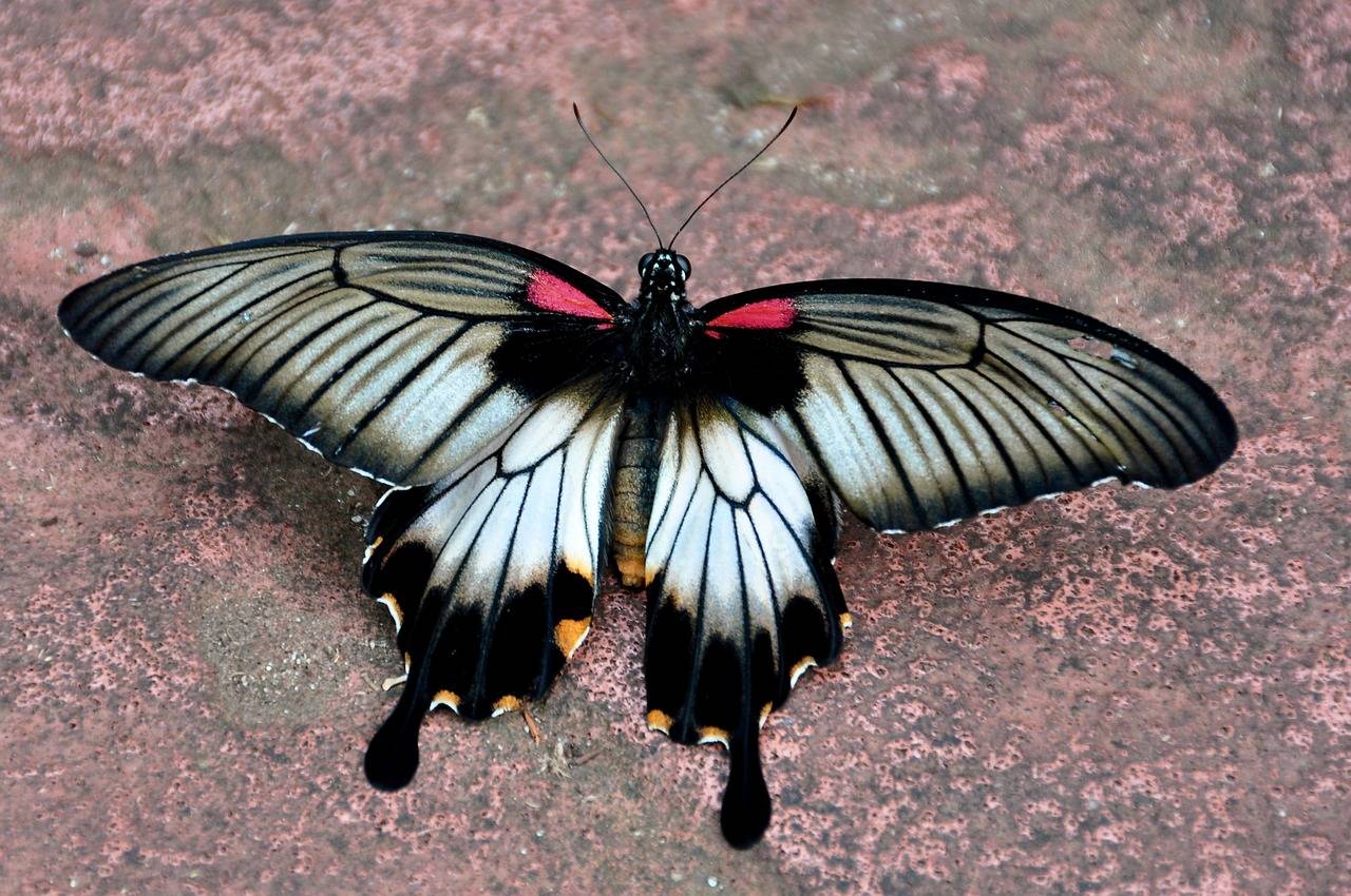 Бабочка алкиной – редкий приморский парусник
