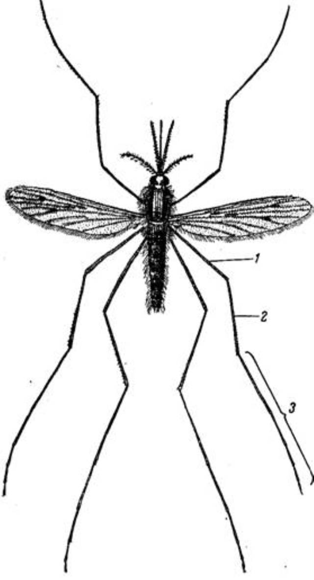 Тип симметрии комара. Комар Anopheles строение. Малярийный комар Anopheles maculipennis. Комар малярийный обыкновенный (Anopheles maculipennis).. Малярийный комар строение.