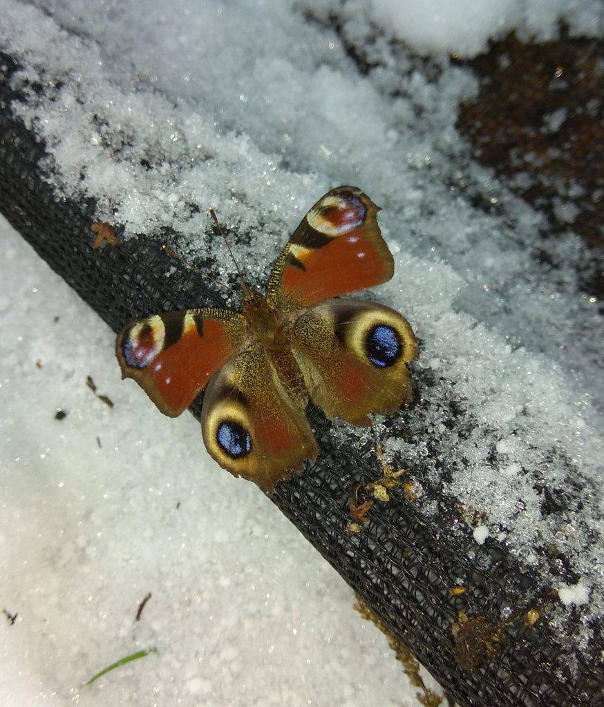 Как зимует бабочка павлиний глаз: особенности поведения насекомого
