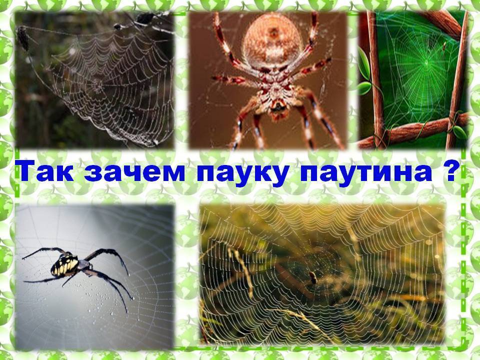 Значение паутины в жизни пауков