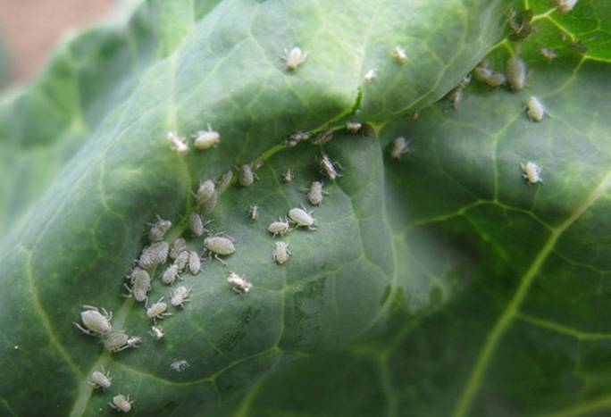 Как быстро избавиться от гусениц на капусте: проверенные методы