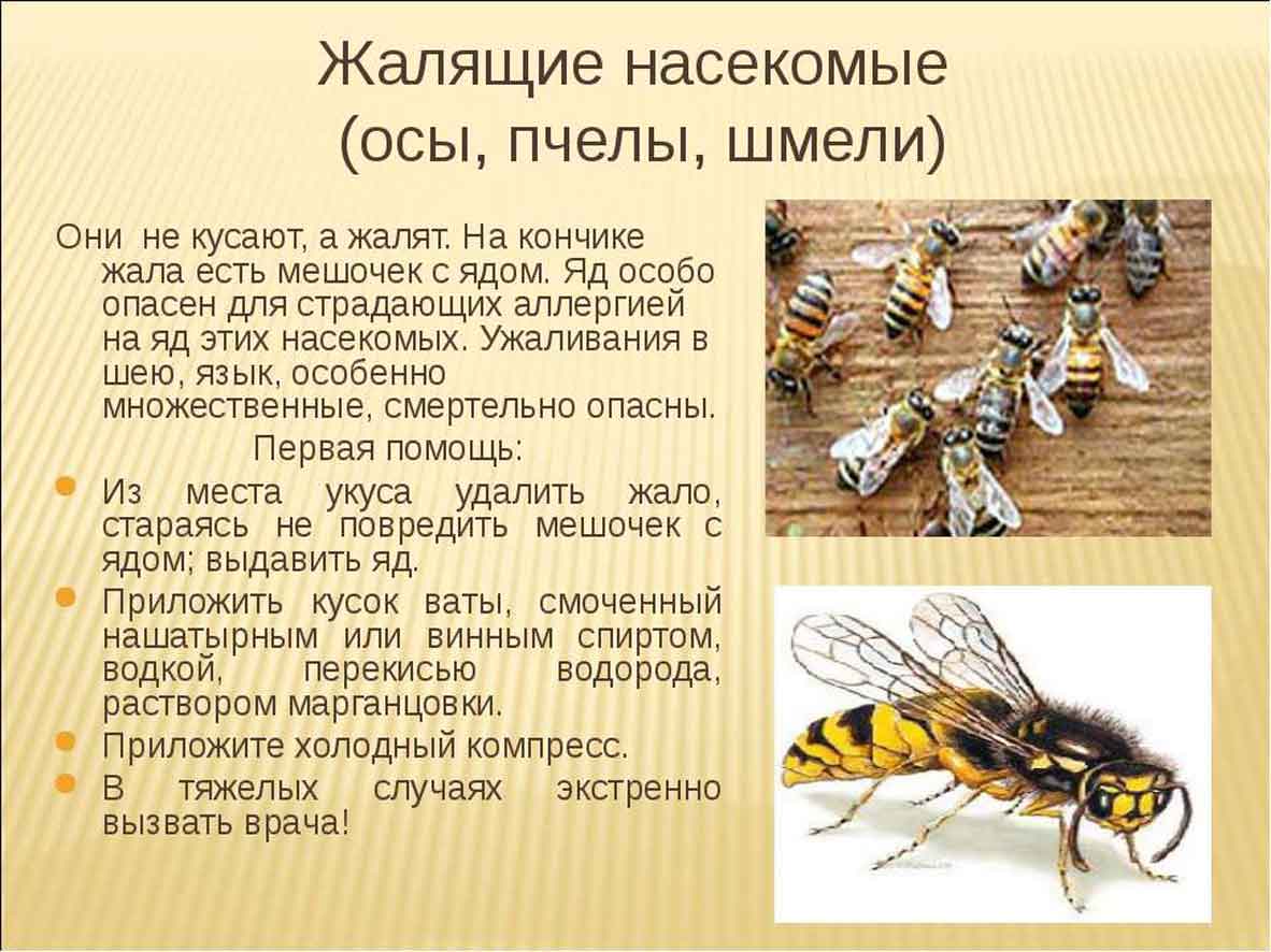 Отличия пчелы от осы и шмеля: сообщение для 2 класса по окружающему миру с планом и фото