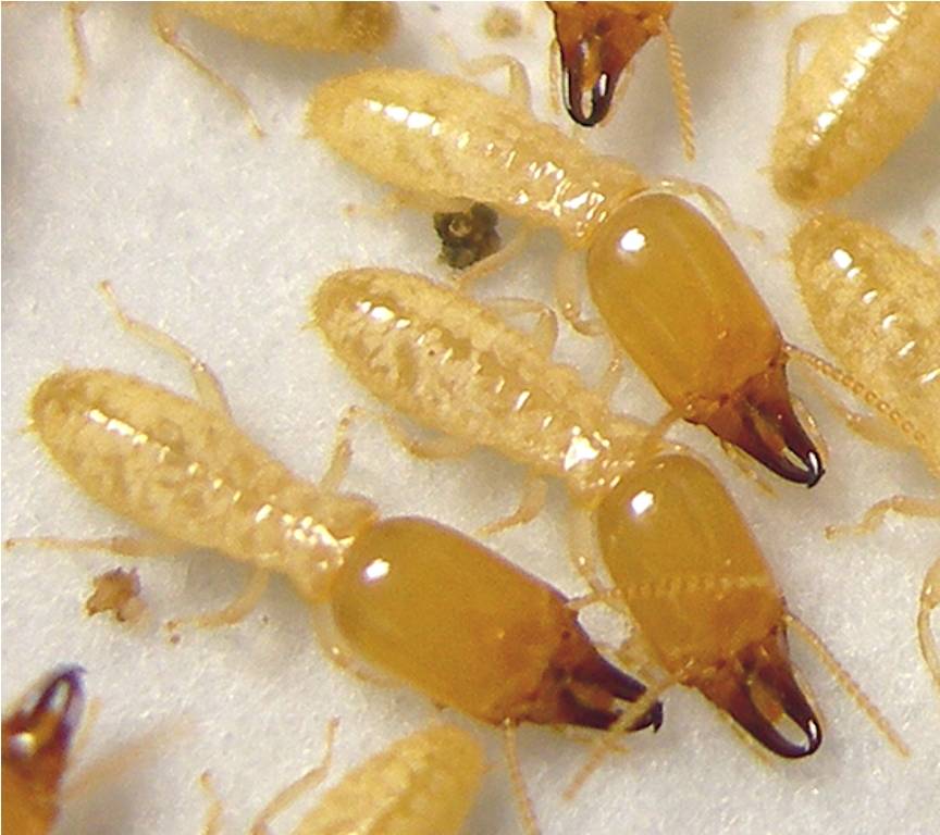Термиты: описание и интересные факты о насекомом