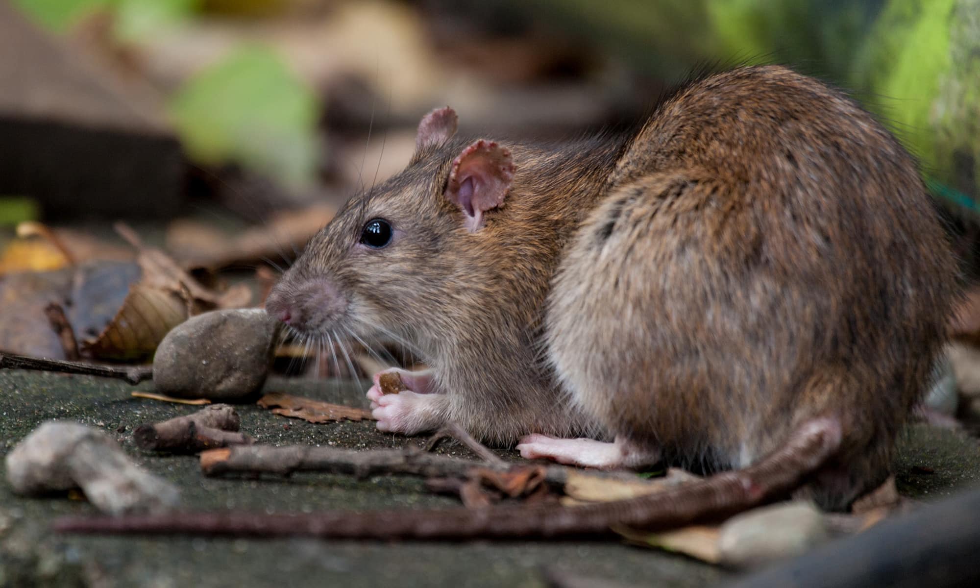 Крыса – описание, виды, что едят крысы, где обитают, фото