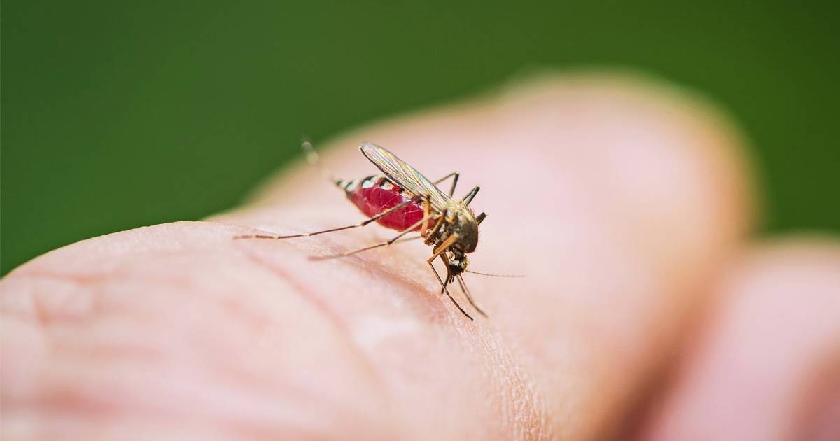Зачем комары пьют кровь человека и что делают дальше