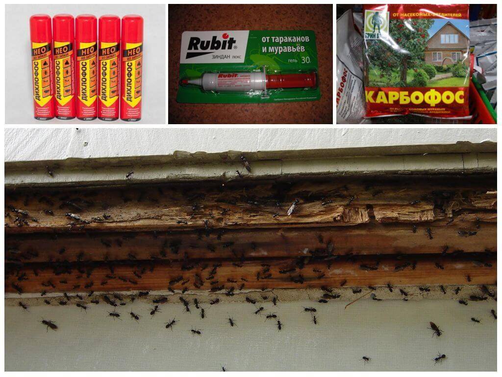 Как избавиться и вывести муравьев в доме и квартире, средства для борьбы, чем травить