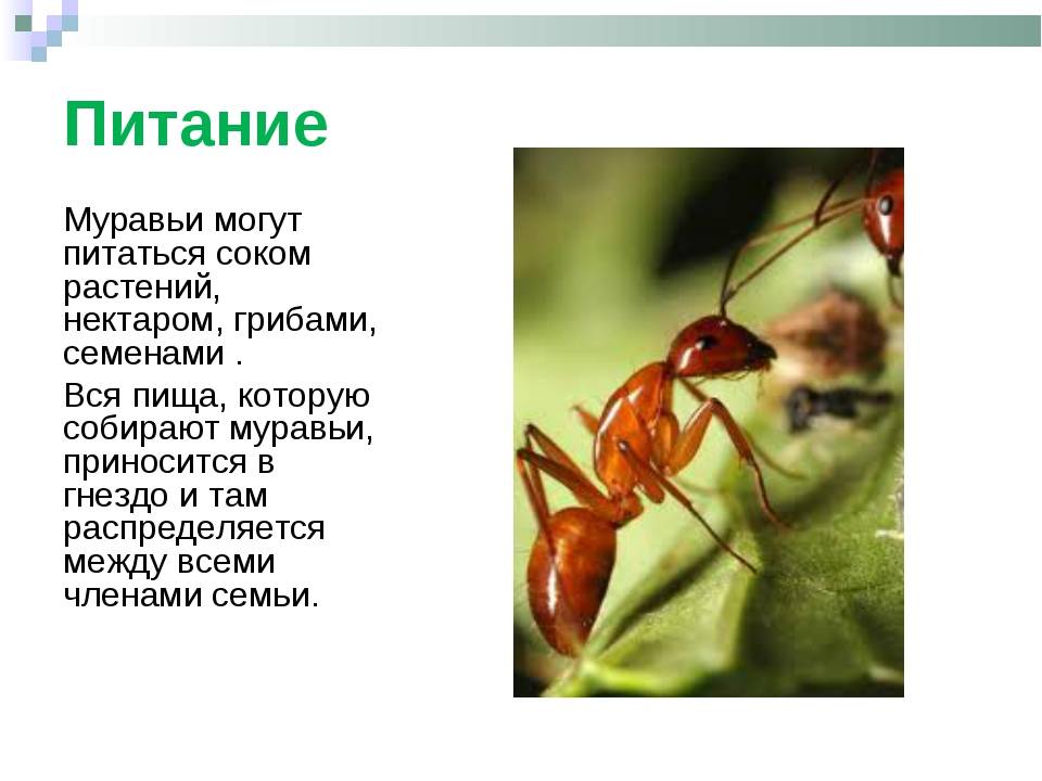 Гигантский муравьед: ареал обитания, интересные факты, фото