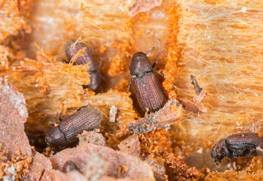 Как избавиться от жука древоточца: самые эффективные методы