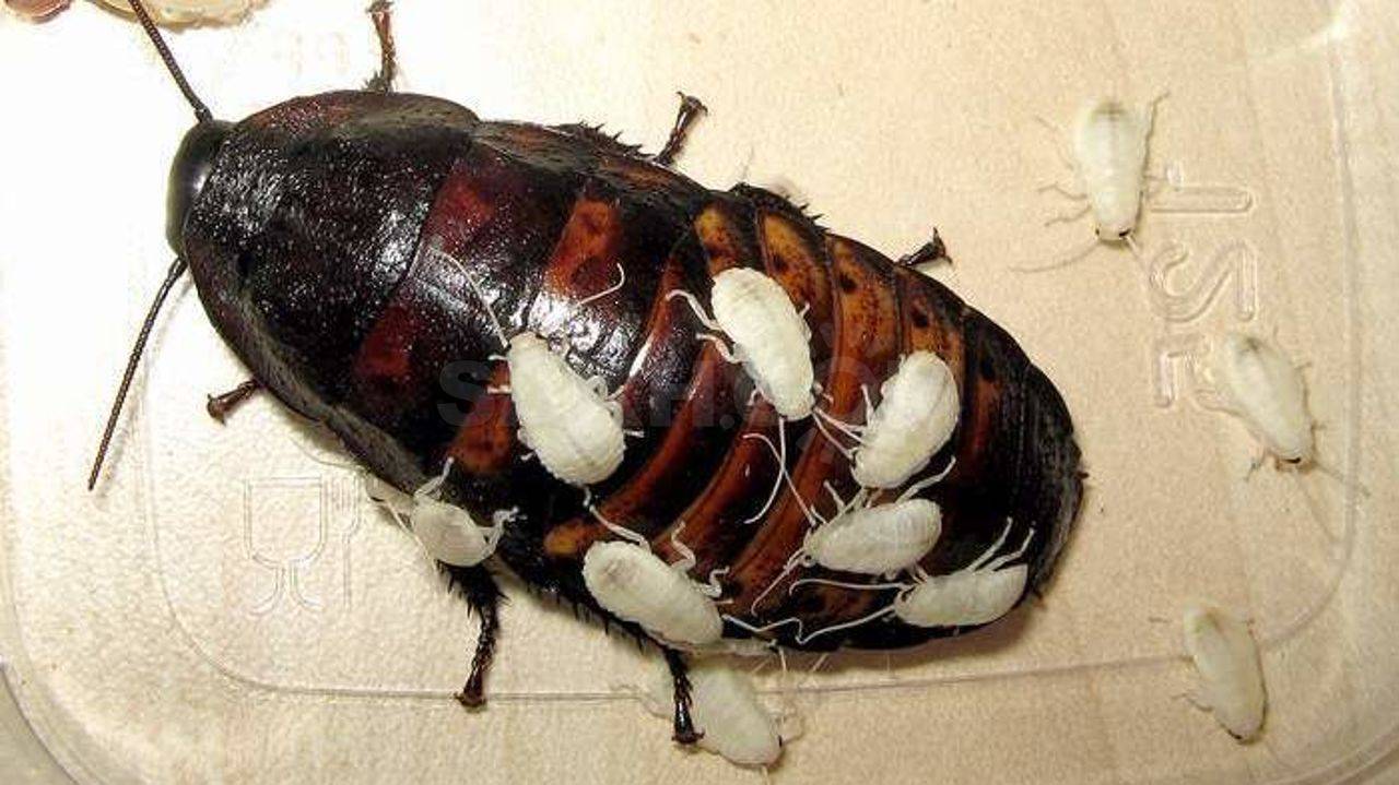 Мадагаскарский таракан – морфология, описание, особенности, жизненный цикл, чем питаются, как размножаются