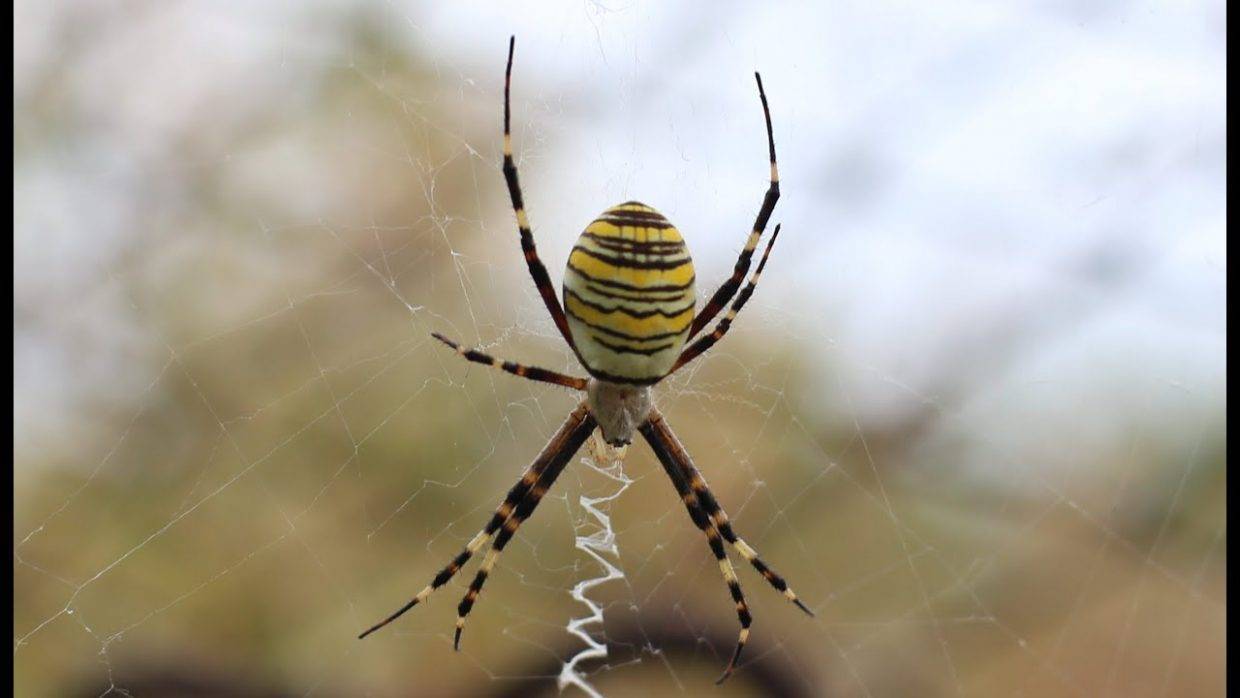 Желтый паук ядовитый или нет. симпатичный и коварный. паук с желтыми полосками. пауки прыгуны – salticidae