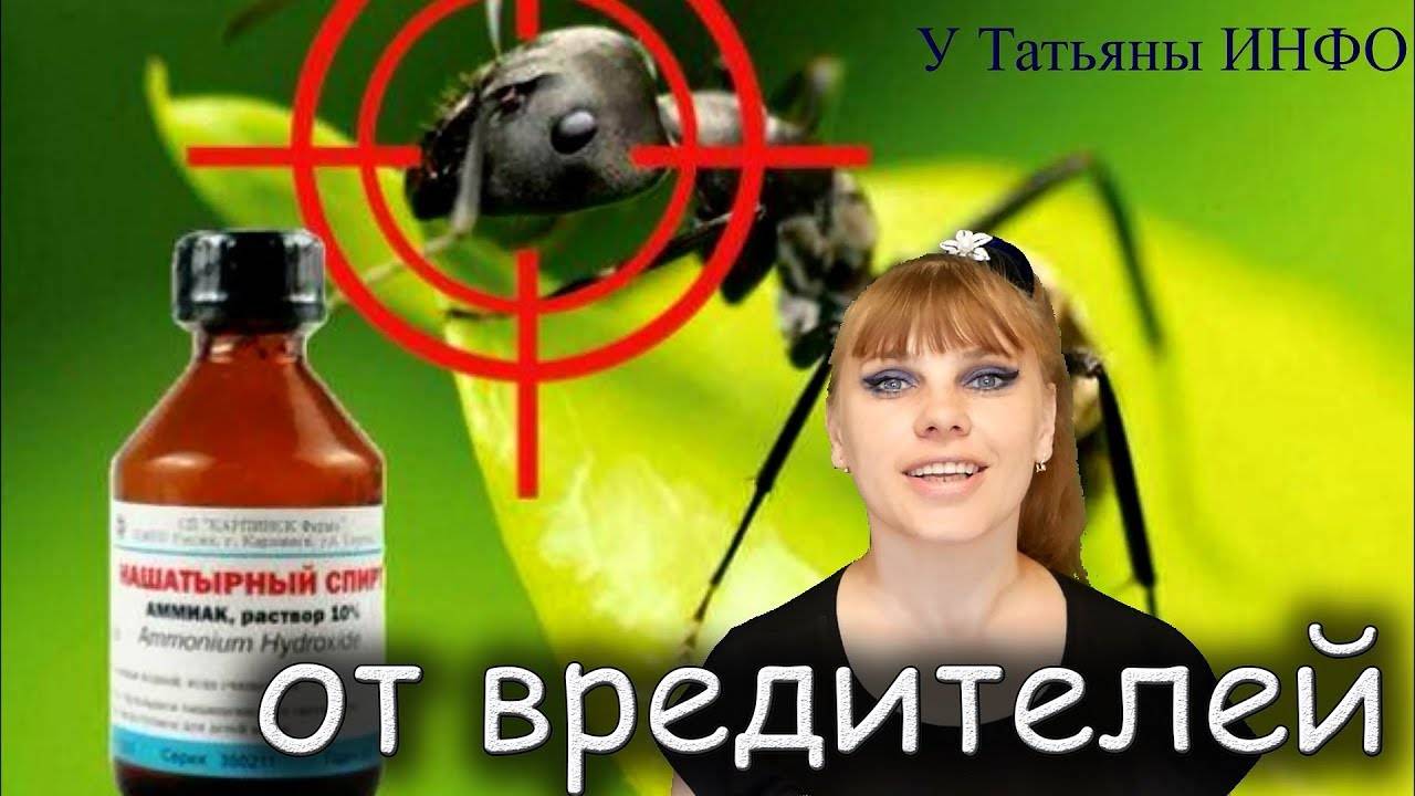 Нашатырный спирт от тараканов: особенности применения и отзывы