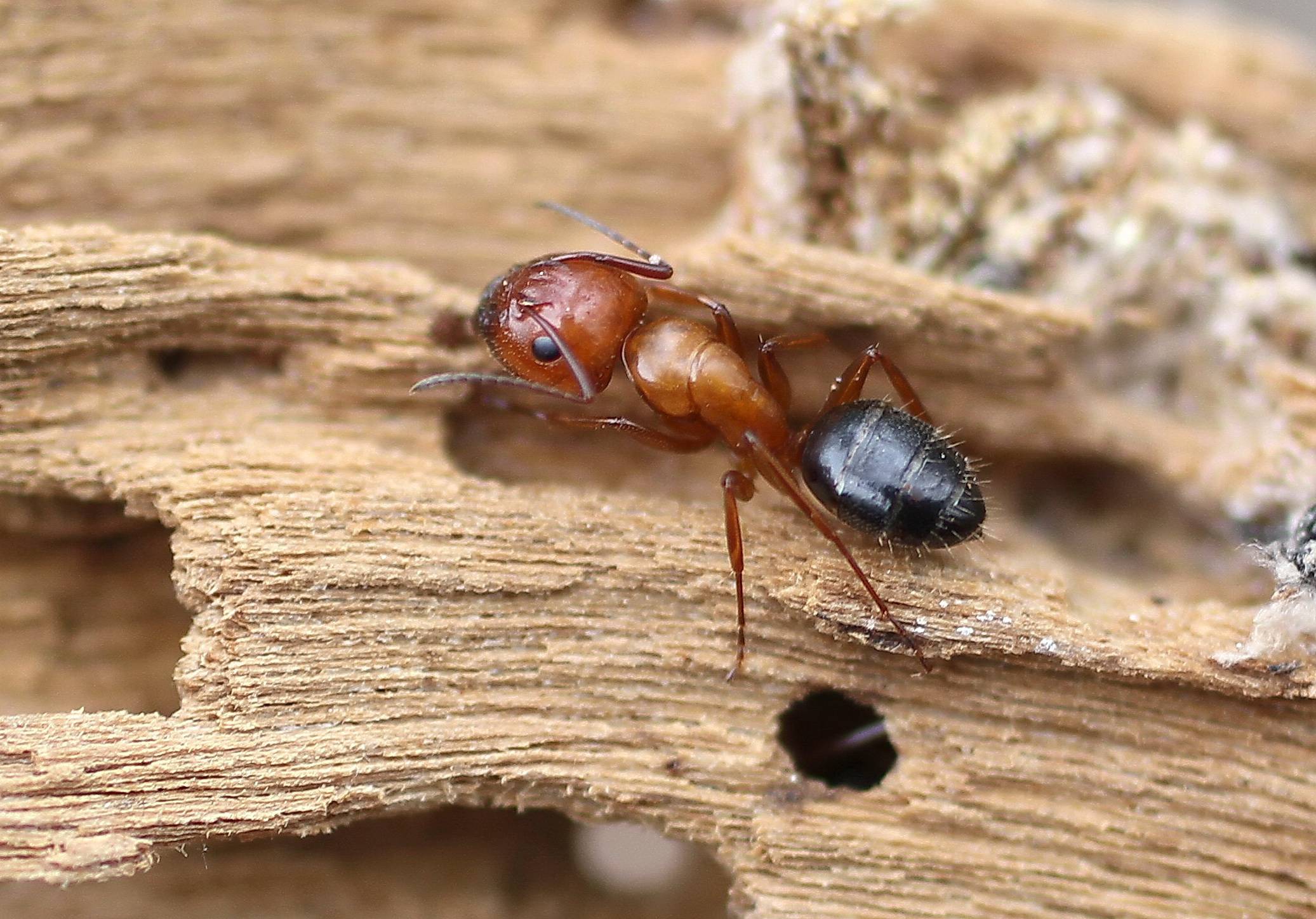 Чёрные муравьи в доме и в квартире, что делать если появились, как избавиться?