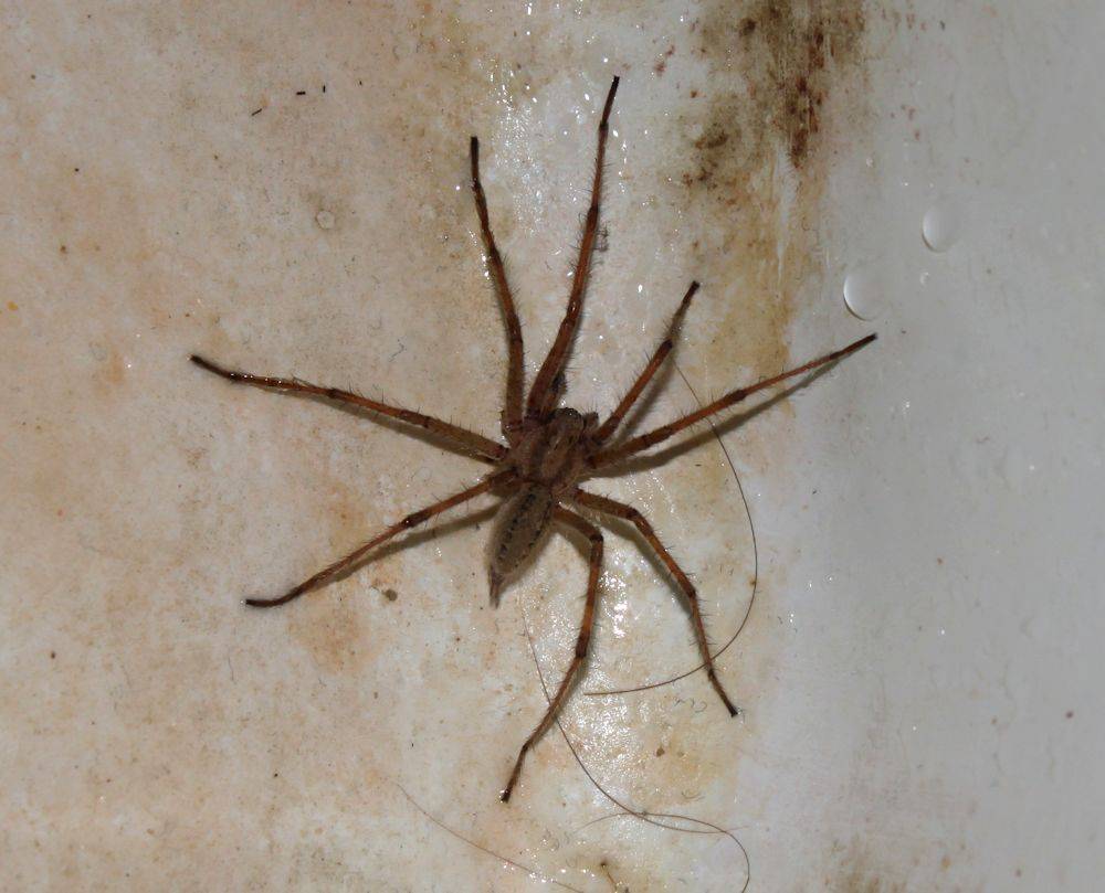 20 cредств от пауков в квартире и в частном доме