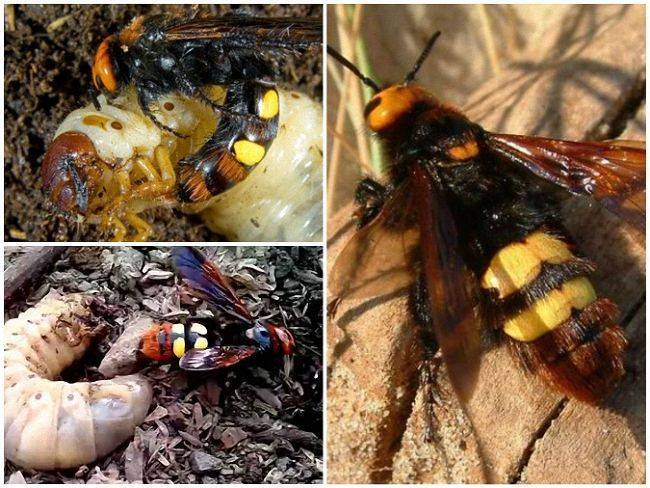 Как выглядят чёрные шершни и гигантские осы: характеристики и различия