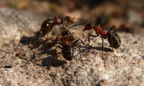Красные или огненные муравьи-жнецы