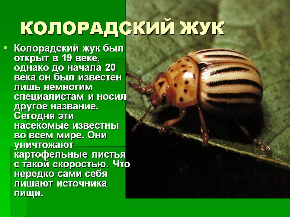 Колорадский жук. образ жизни и среда обитания колорадского жука | животный мир