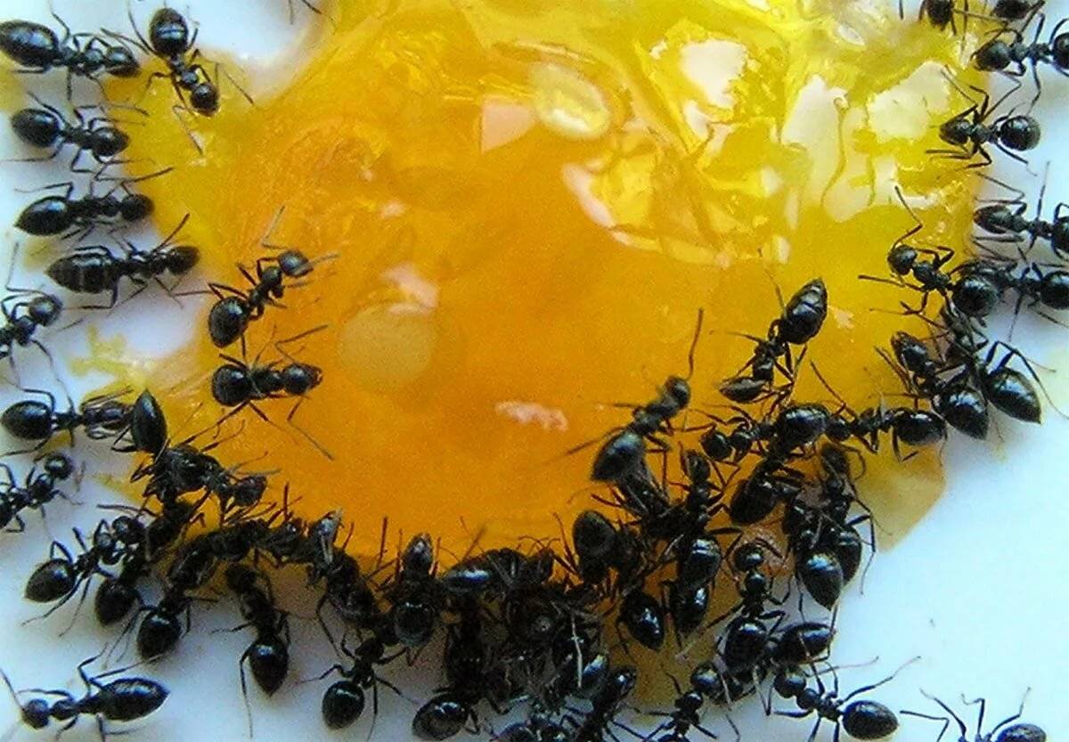Отрава от муравьев в квартире или доме
