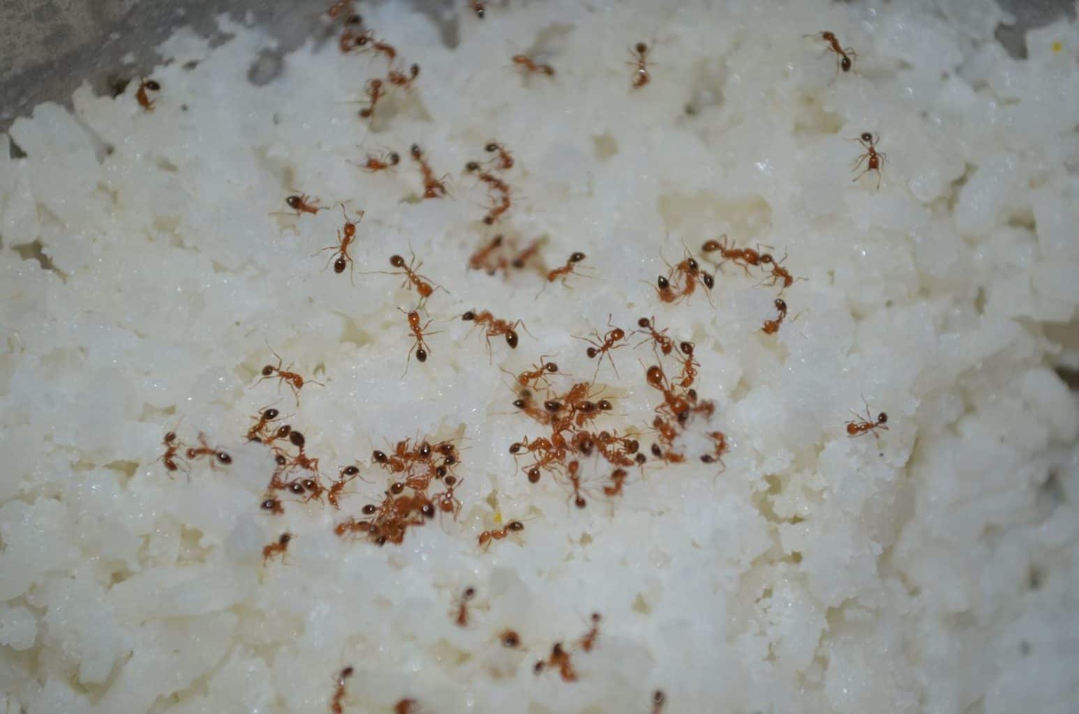 Как избавиться от мелких рыжих муравьев в квартире народными средствами