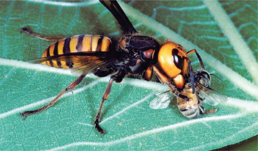 «пчела-воробей» (vespa mandarinia japonica): внешний вид и первая помощь при укусе