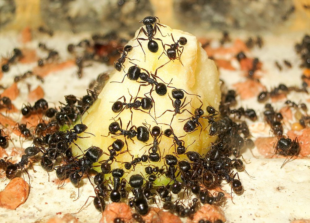 Эти удивительные муравьи — бороться или уживаться? описание, особенности жизни, как отпугнуть. фото — ботаничка