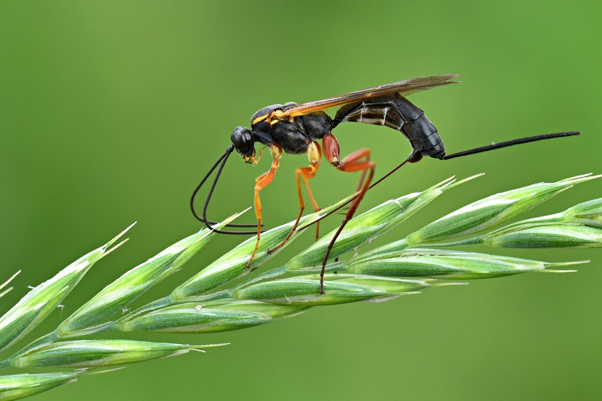 Зомби среди животных: оса-наездник, мокрица-присоска и гриб, вызывающий суицид у муравьев